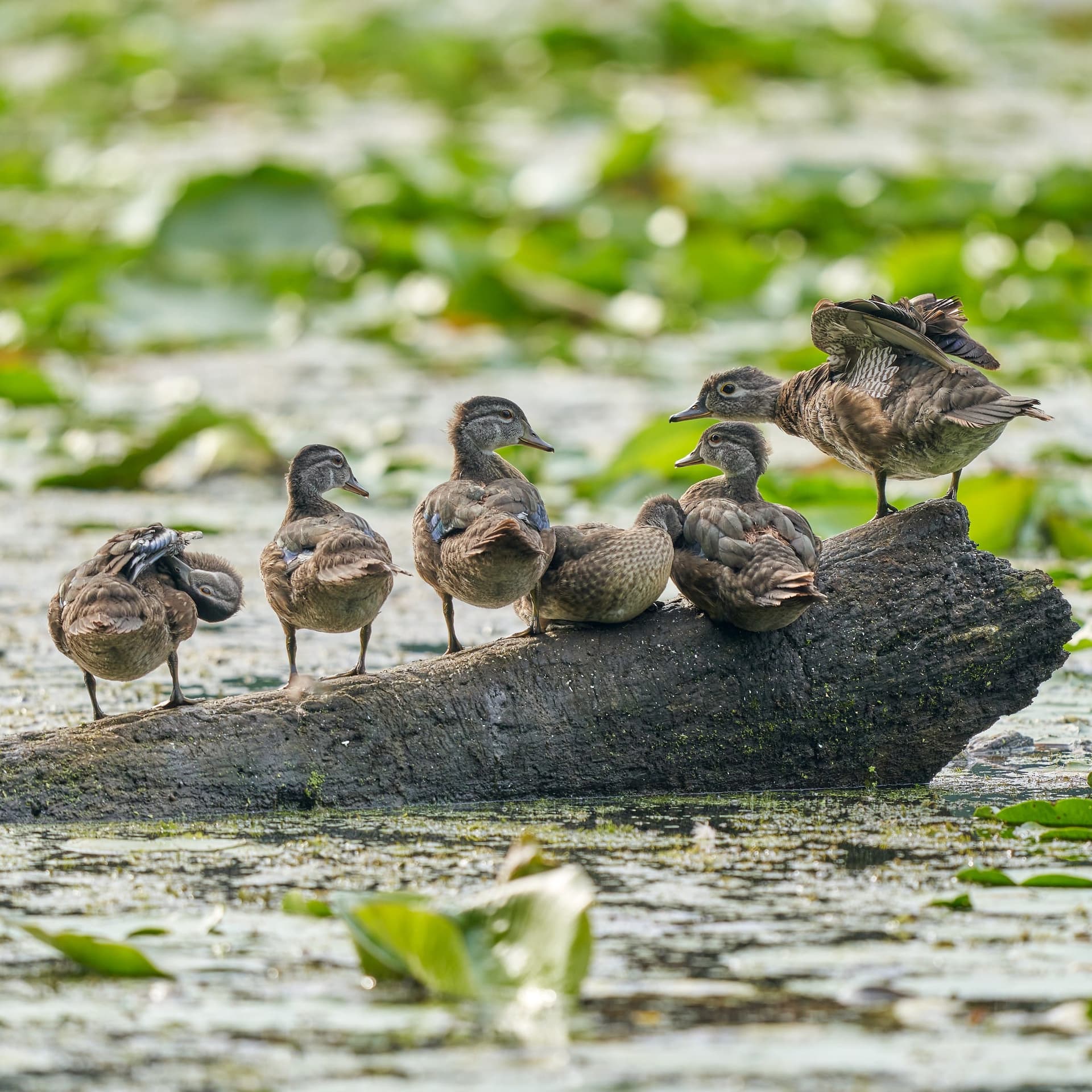 Wood Duck