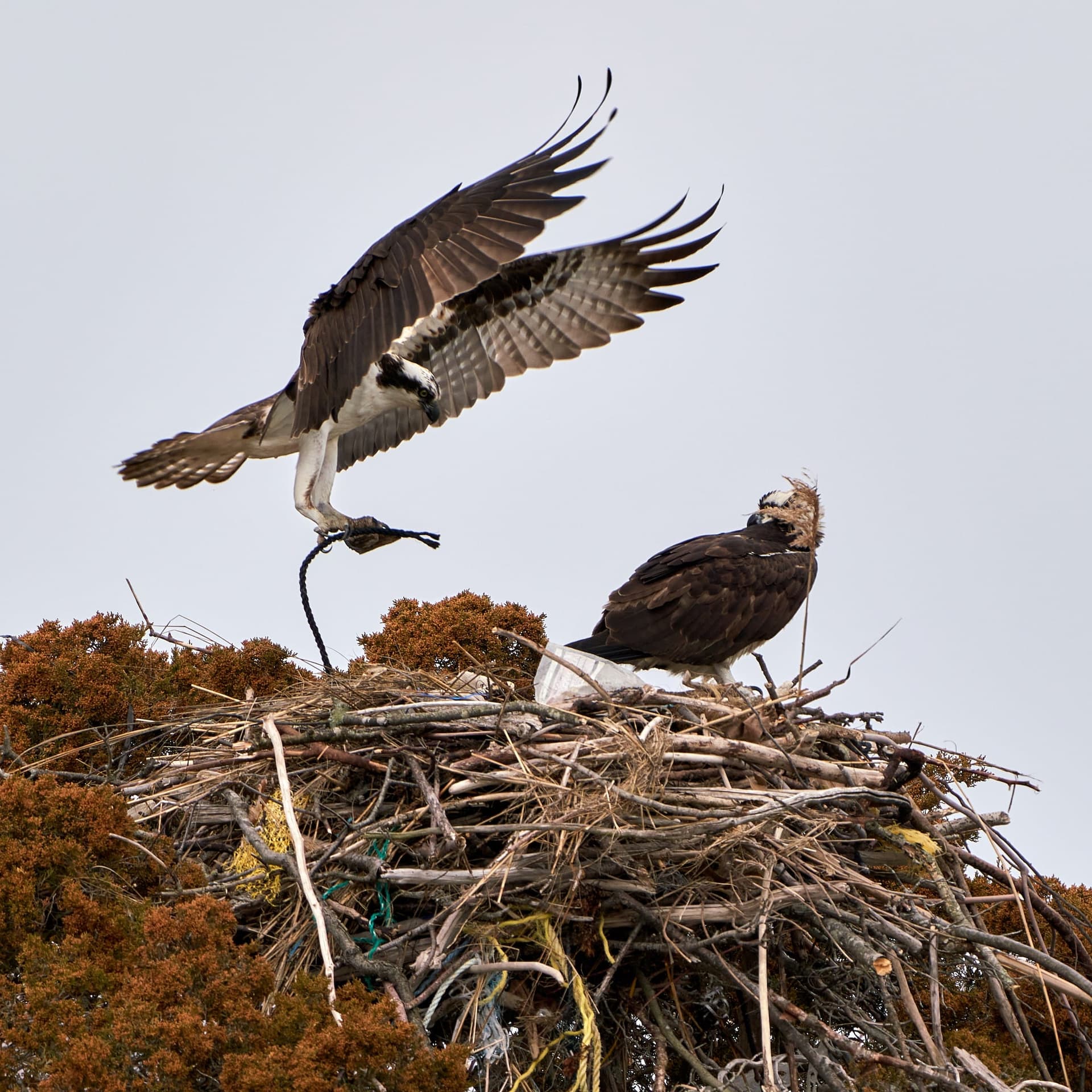 Osprey