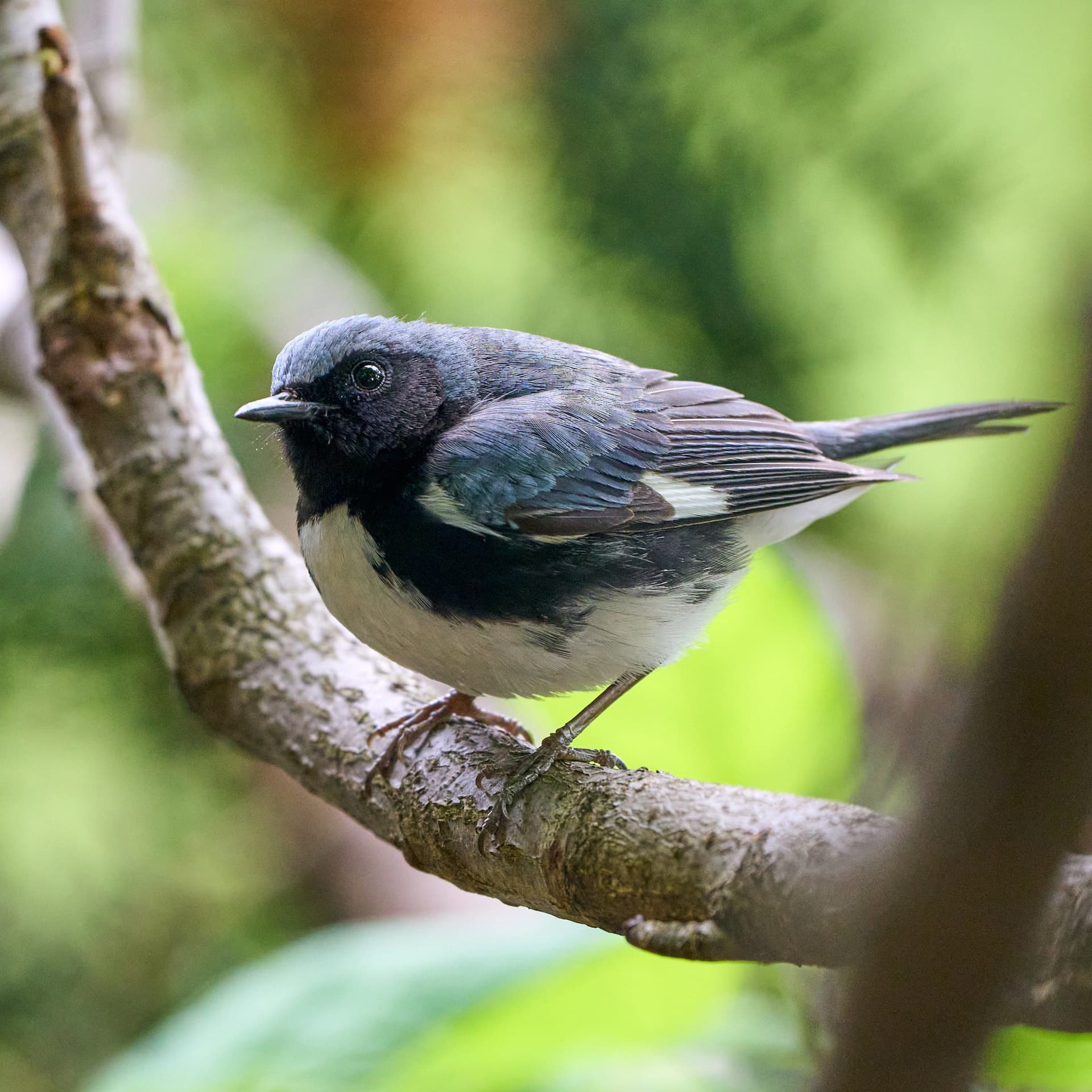 Black-throated Blue Warbler