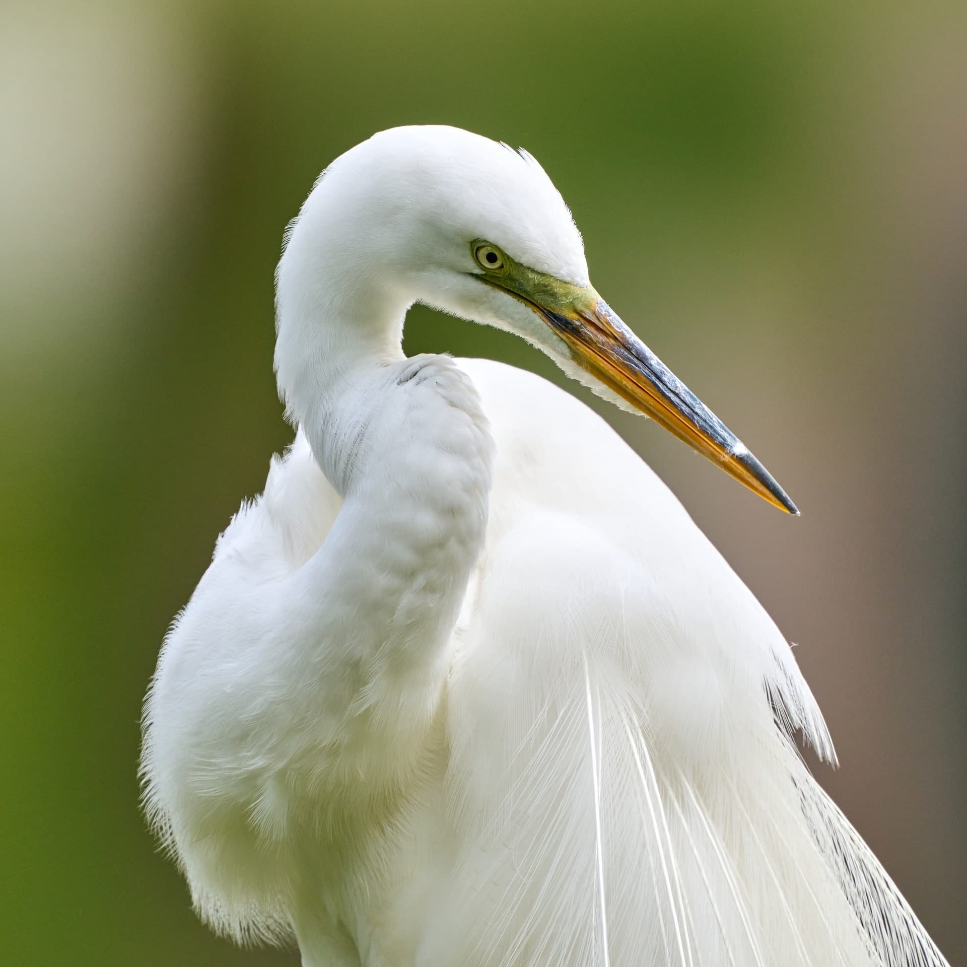 Great Egret