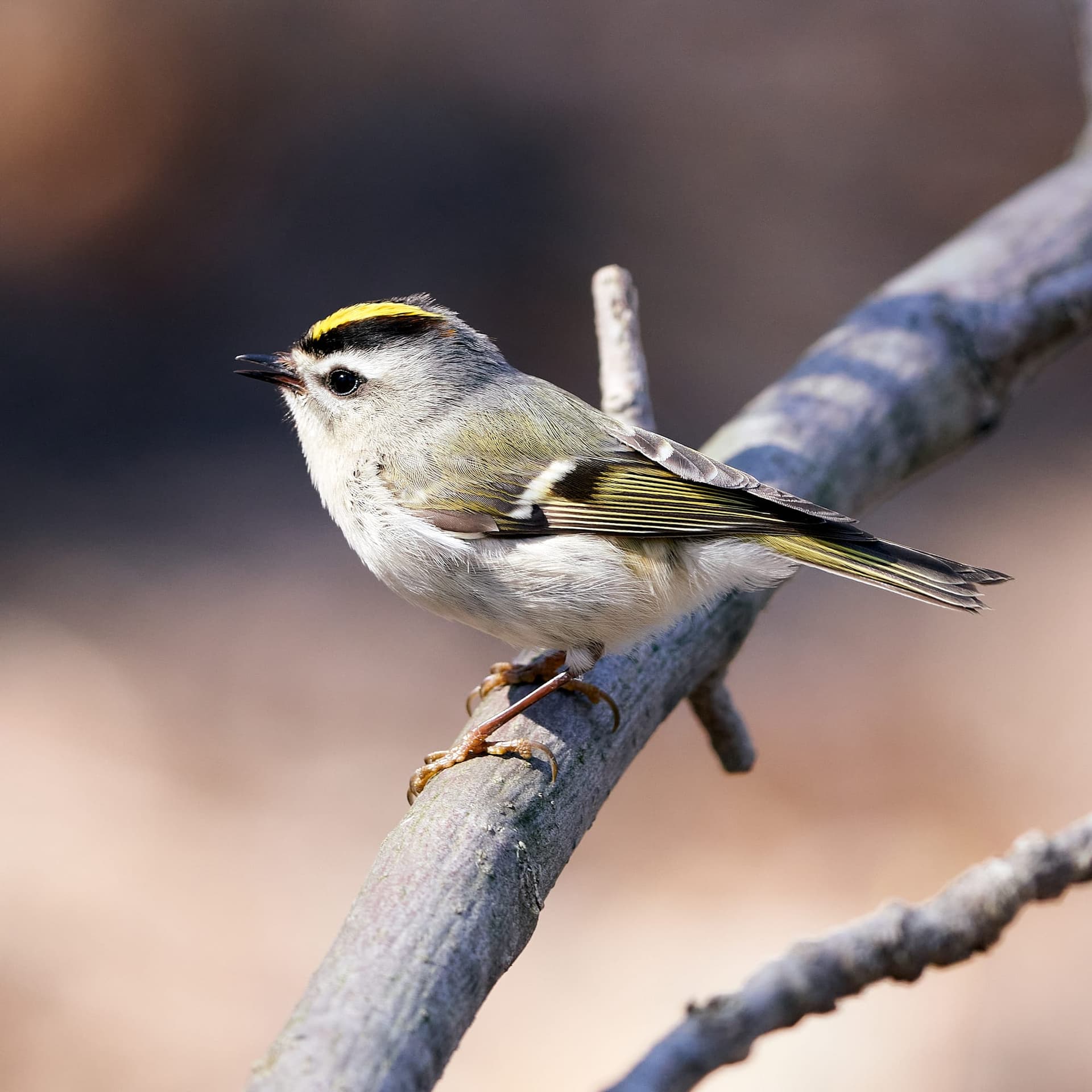 Golden-crowned Kinglet