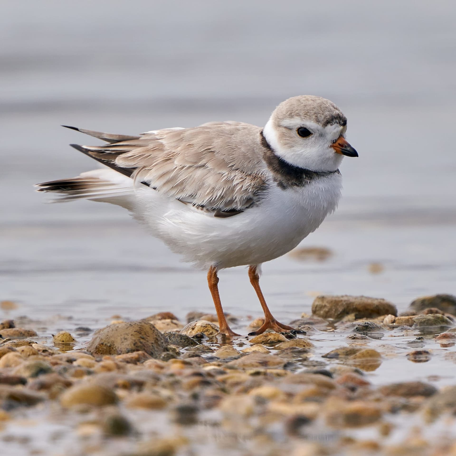 Piping Plover