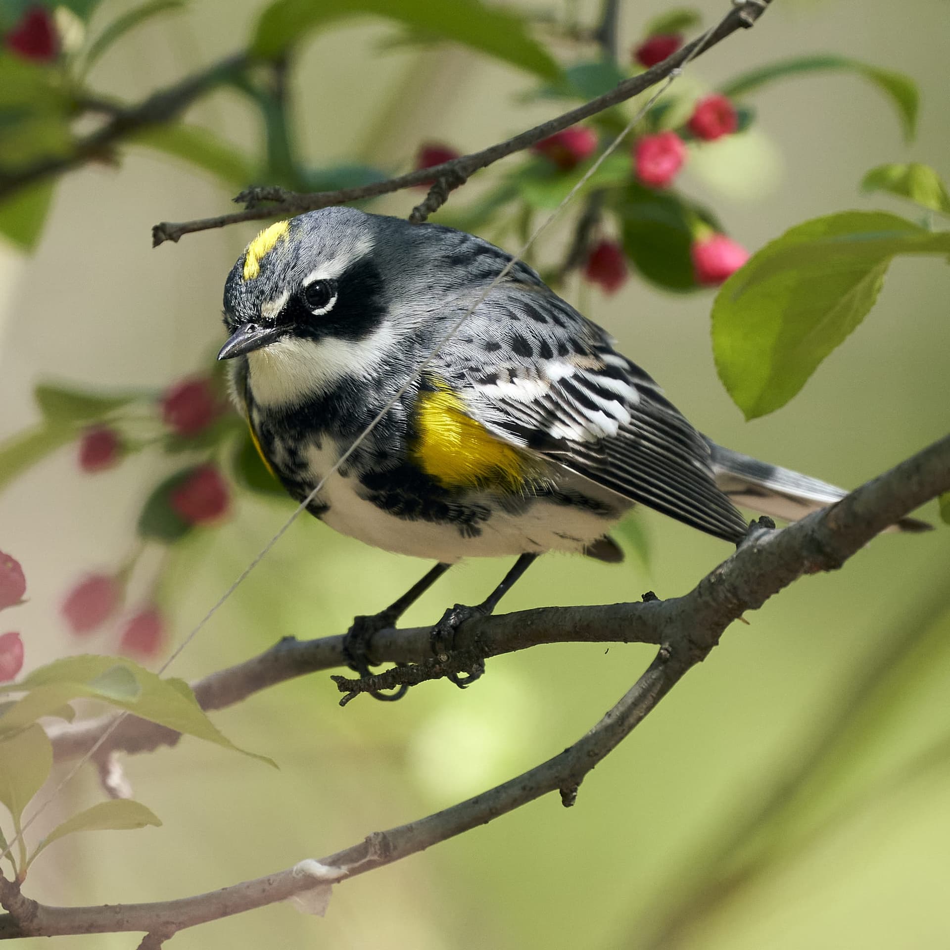 Yellow-rumped Warbler