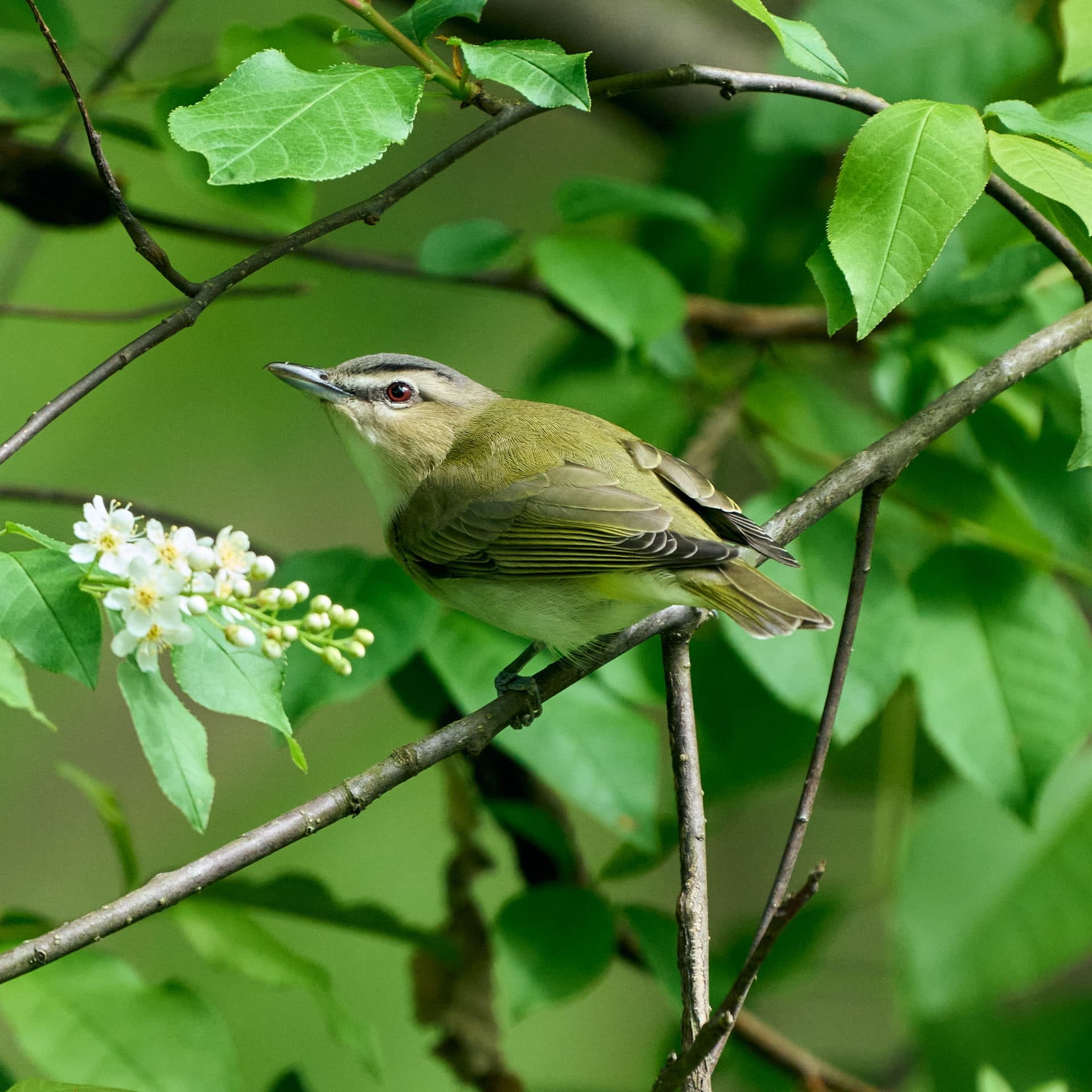 Red-Eyed Vireo