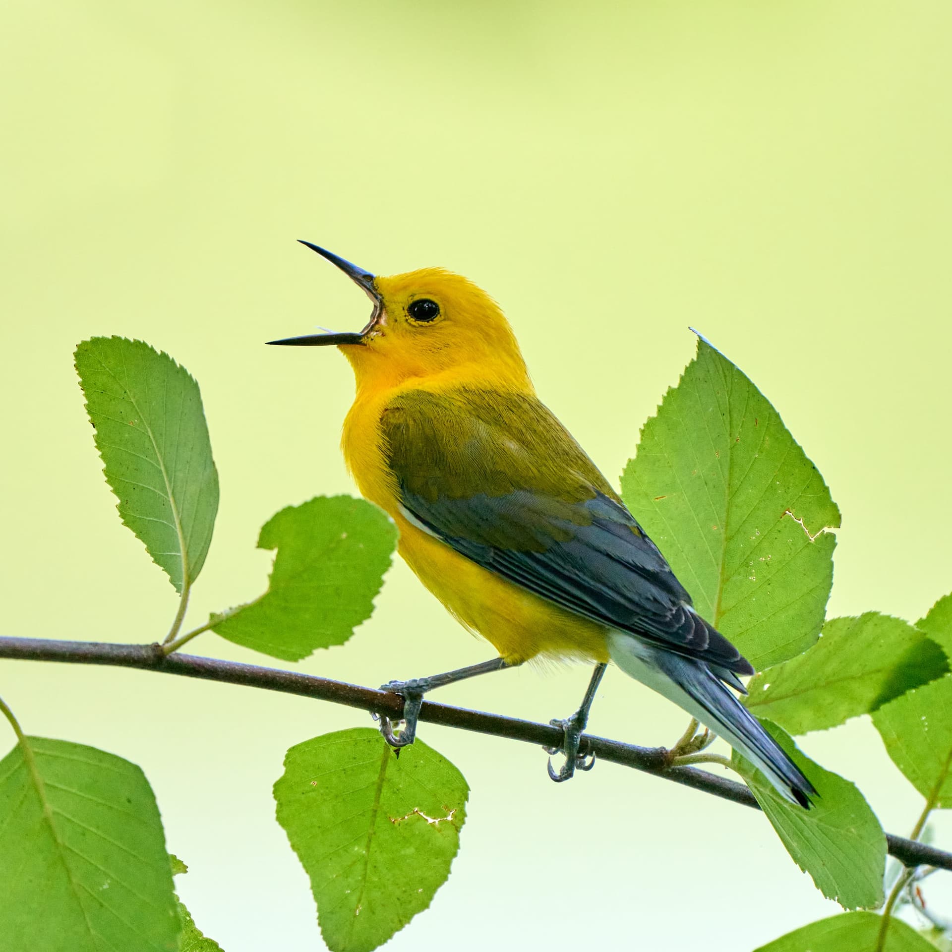 Prothonotary Warbler