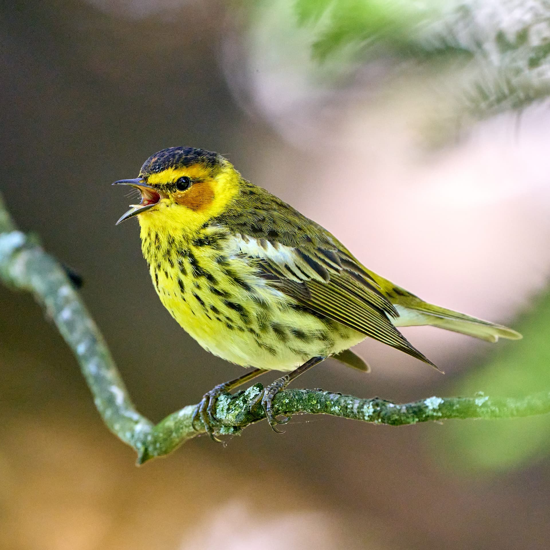 Cape May Warbler