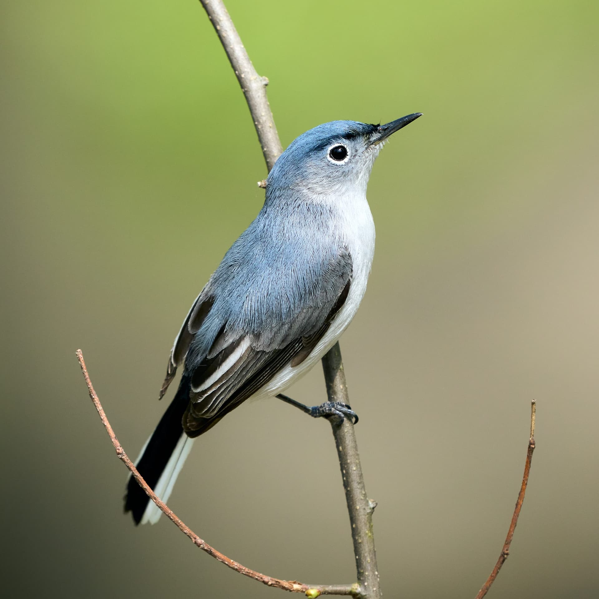 Blue-gray Gnatcatcher