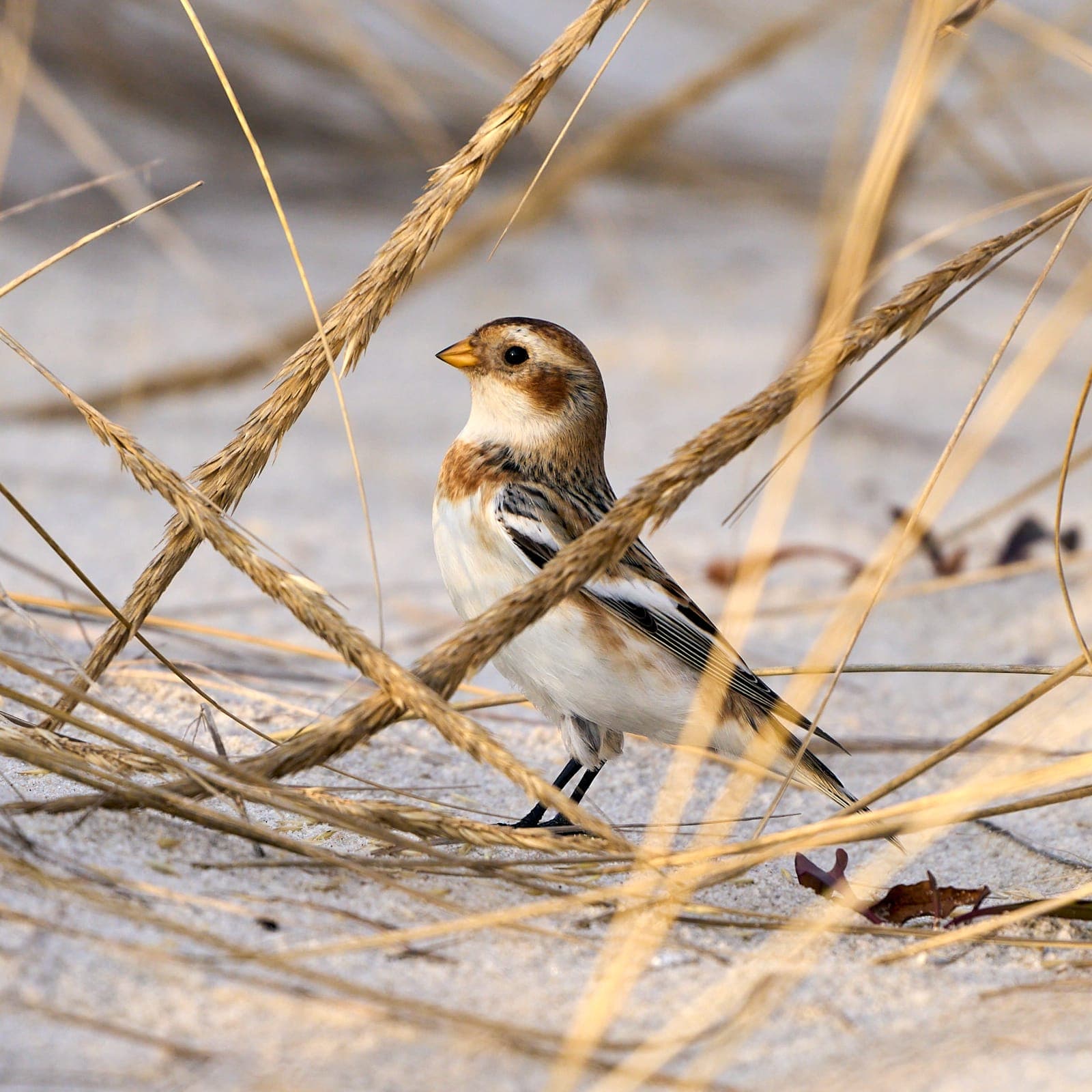 Snow bunting