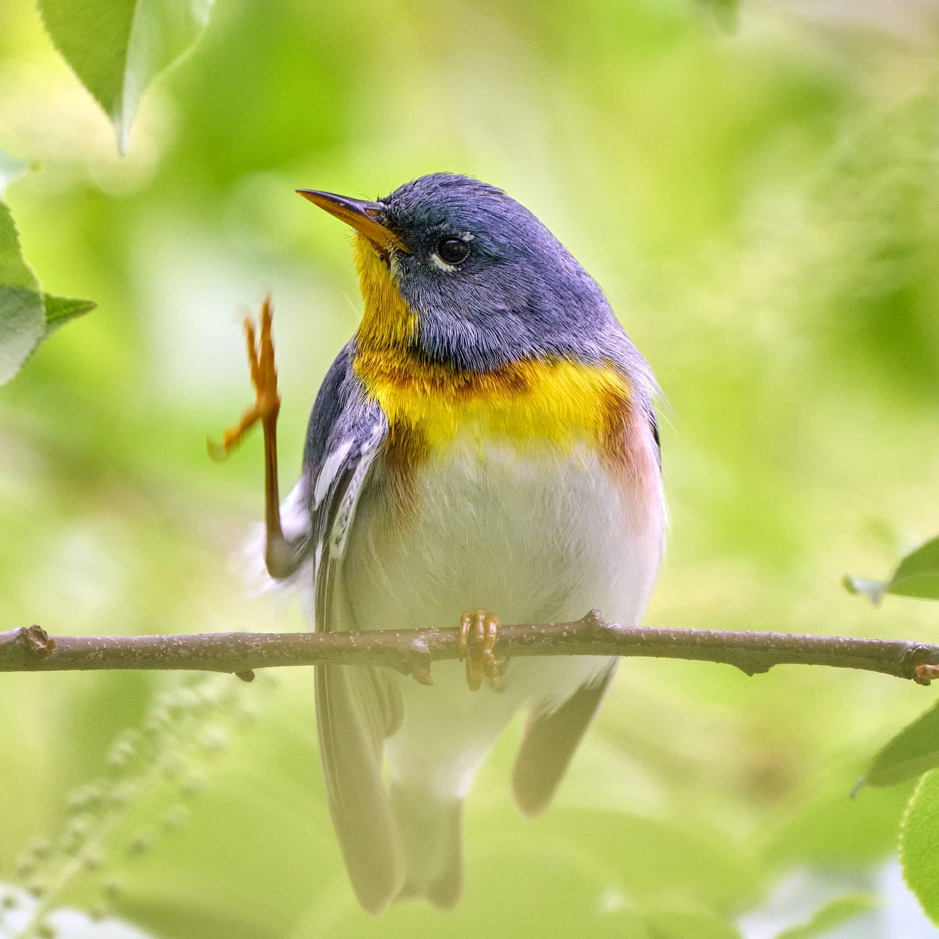 Northern Parula