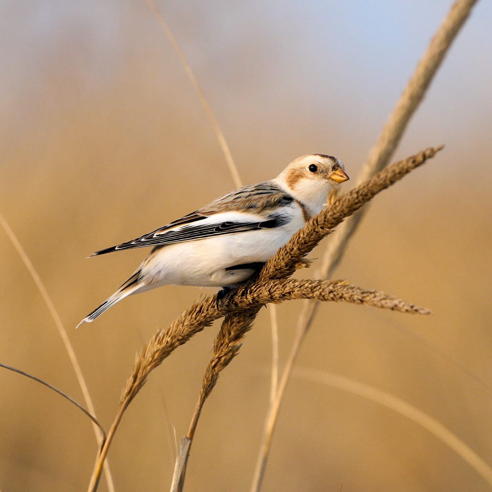 Snow bunting