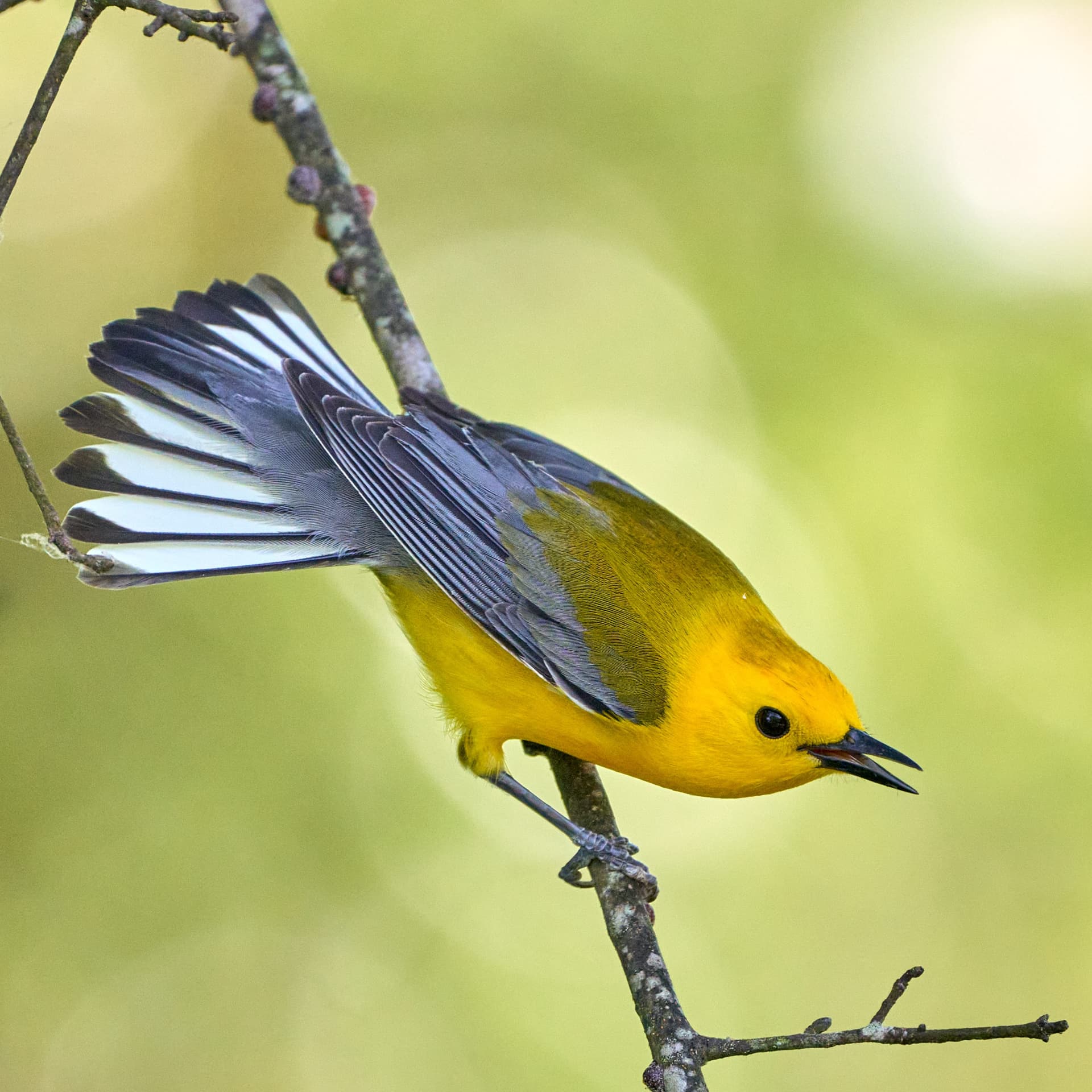 Prothonotary Warbler