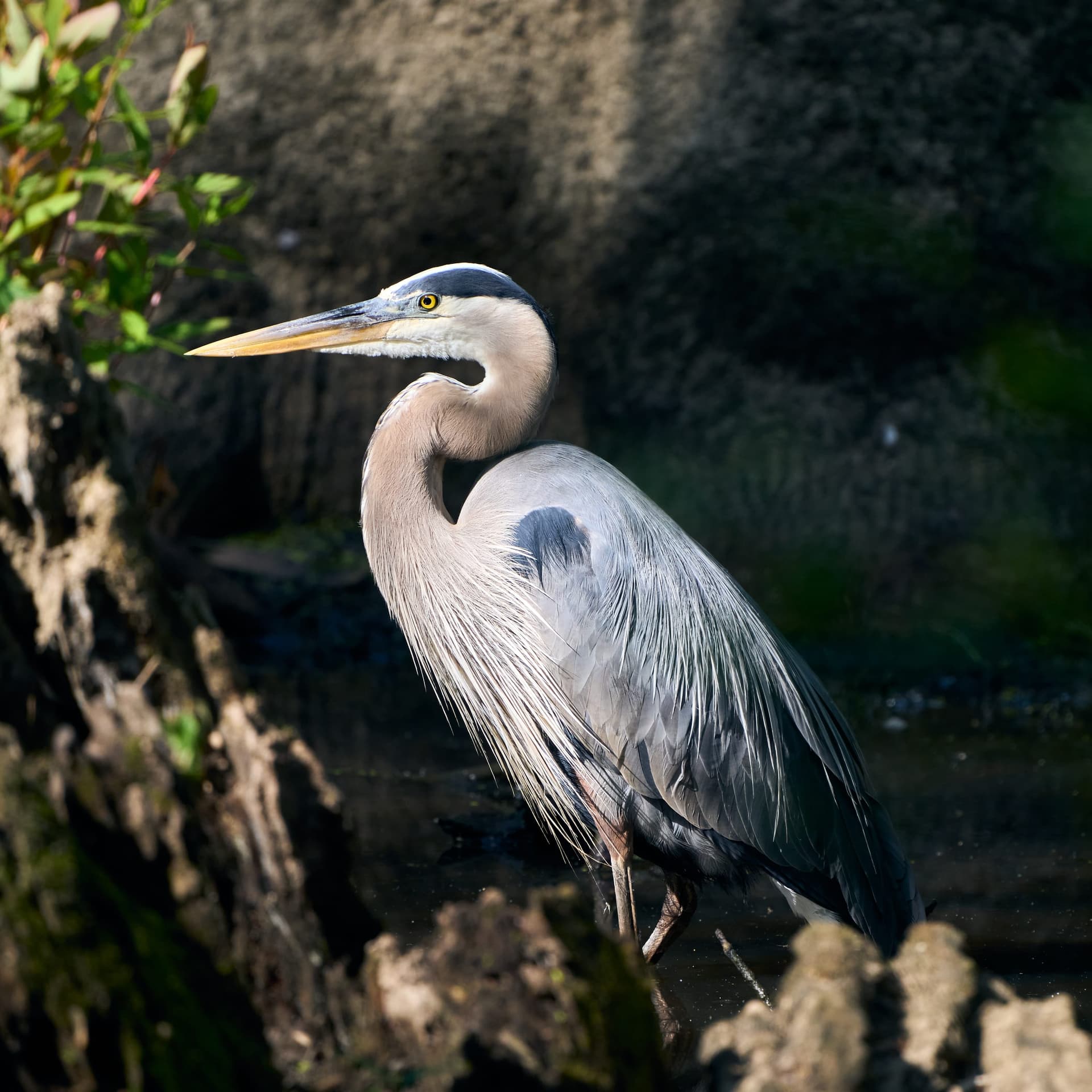 Great-blue Heron