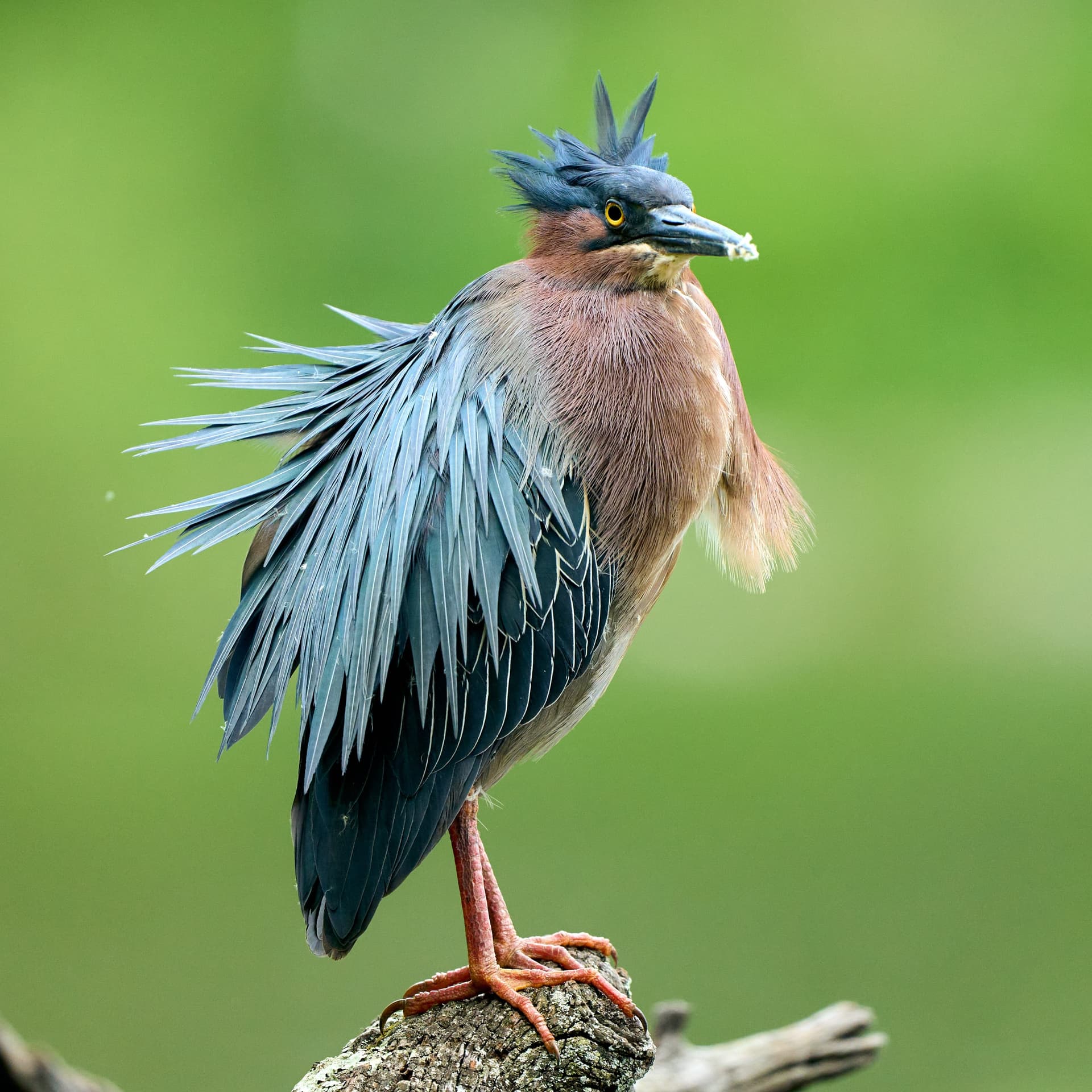 Green Heron
