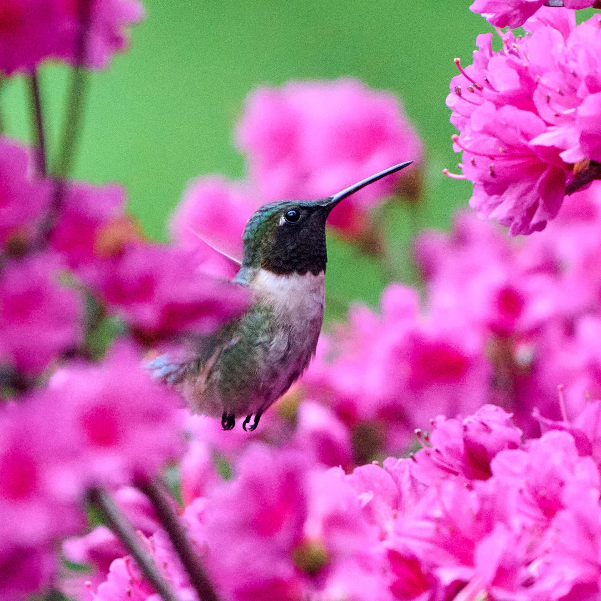 Ruby-throated Hummingbird
