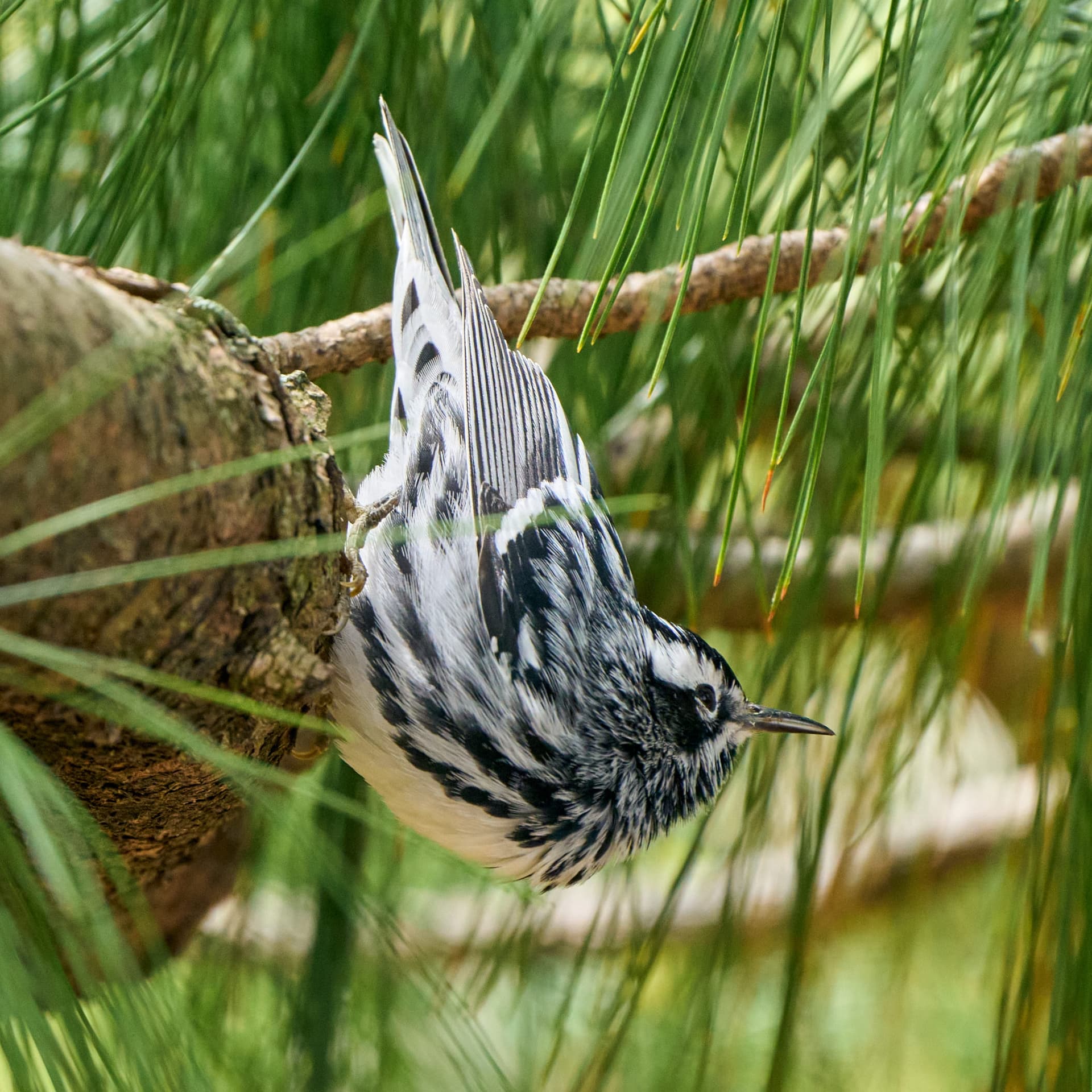 Black-and-white Warbler