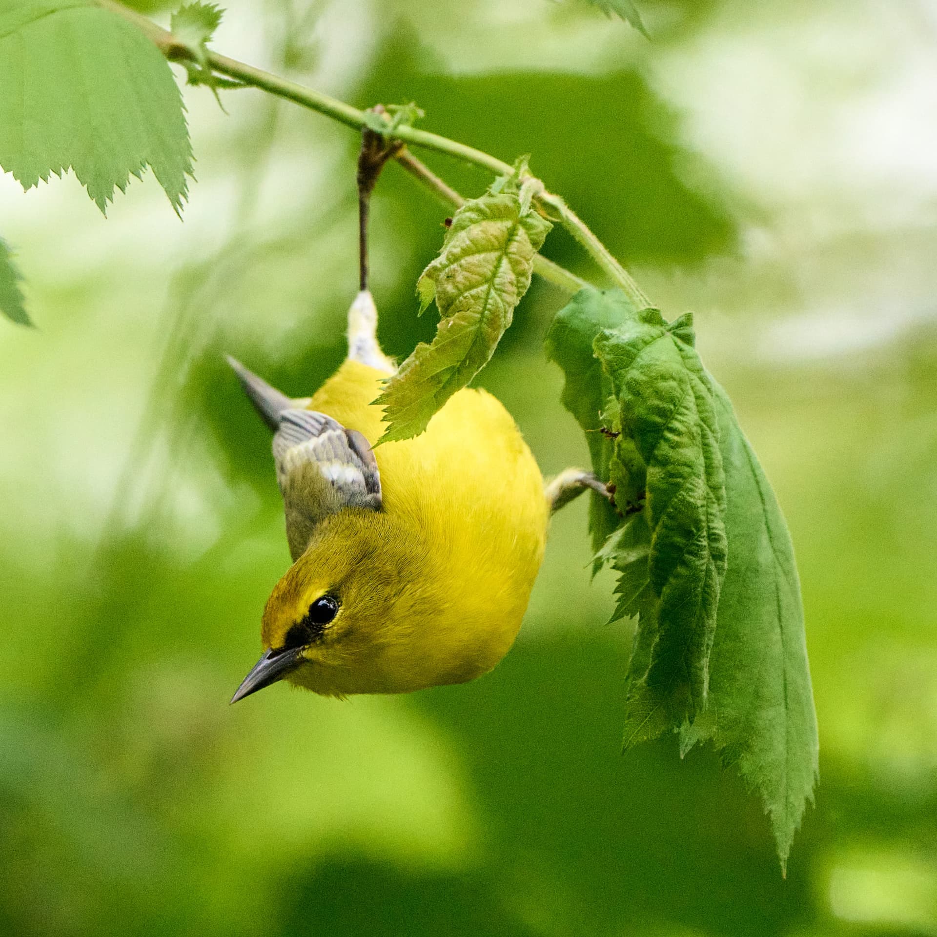 Blue-winged Warbler