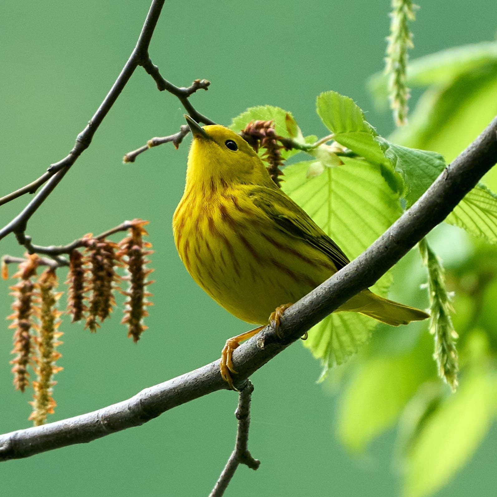 Yellow Warbler