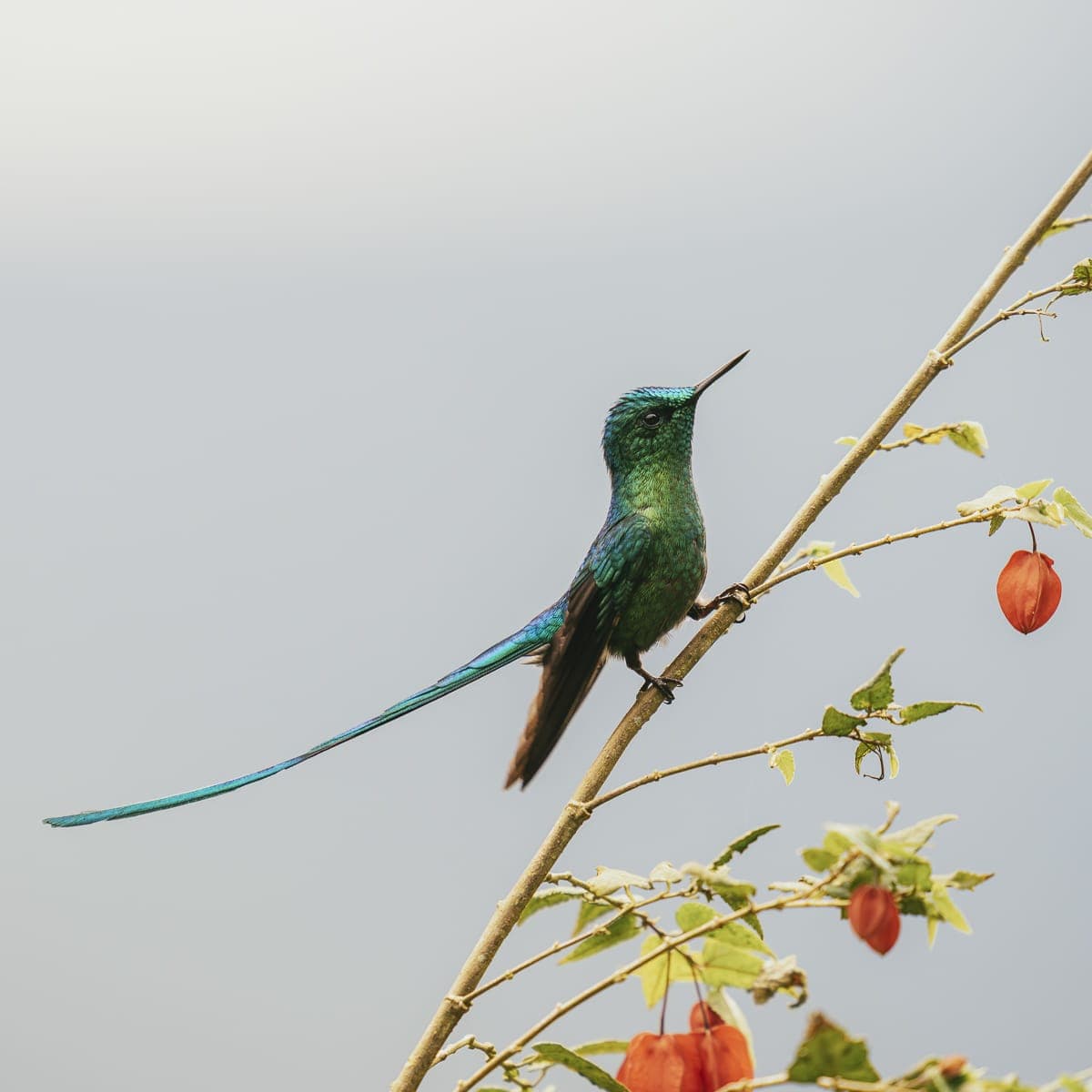 Hummingbirds