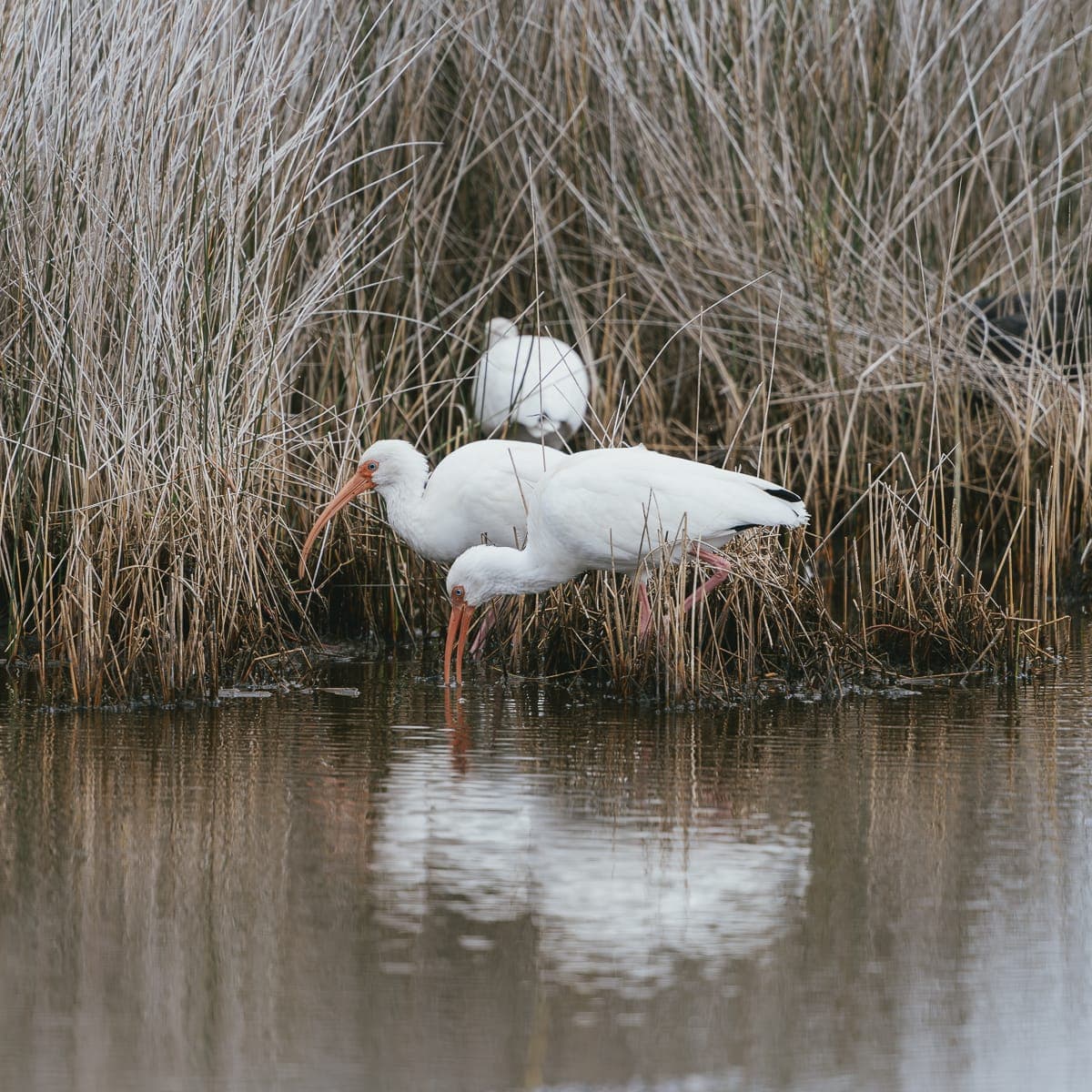Water Birds