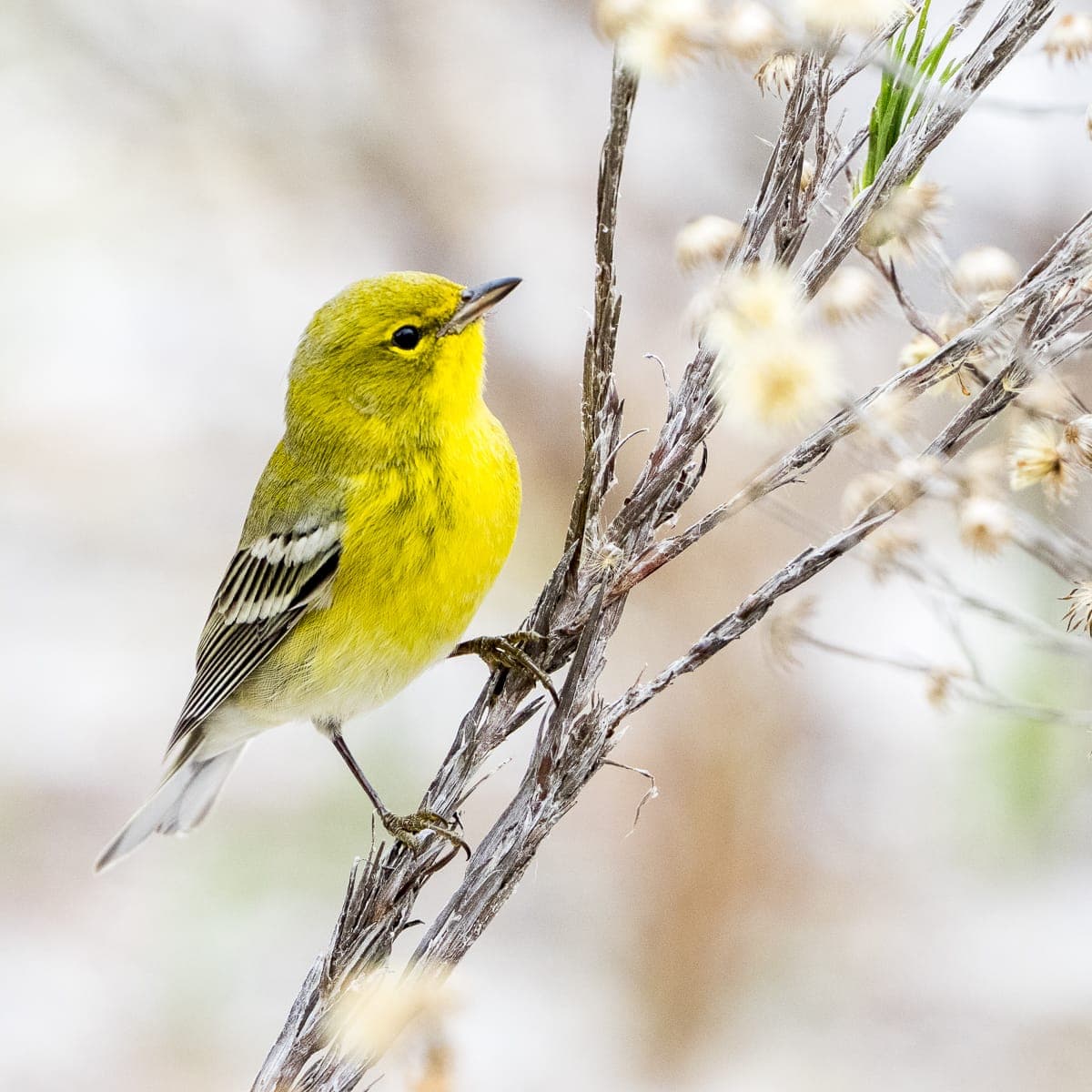 All the small birds