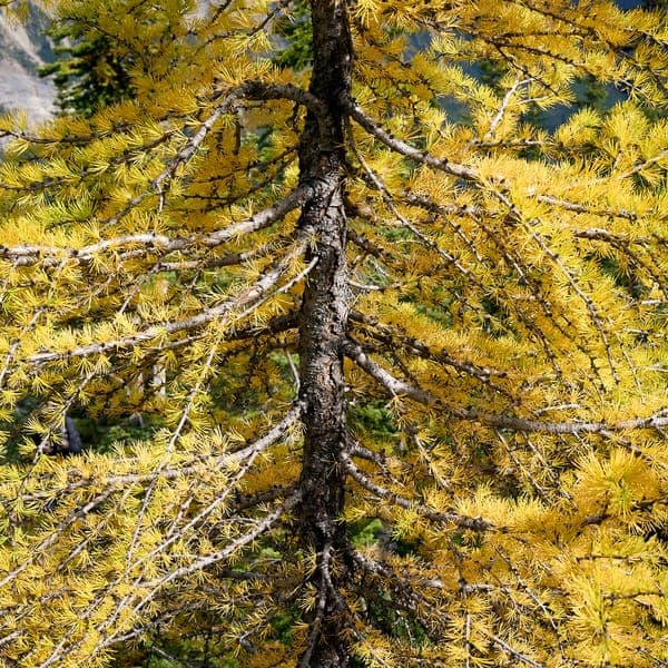 Fall Foliage