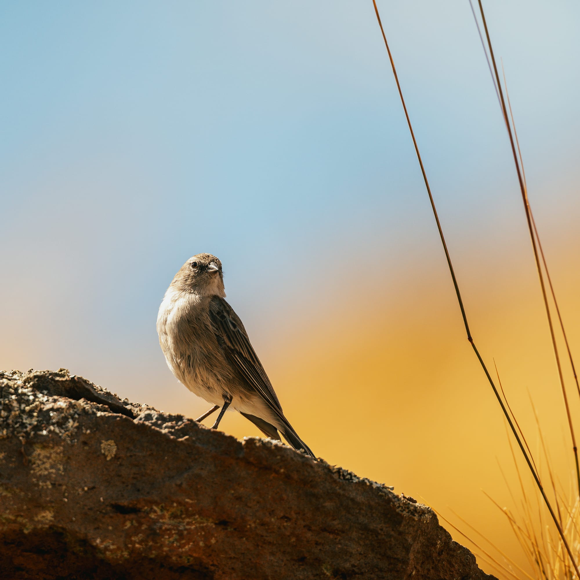 Peru small birds